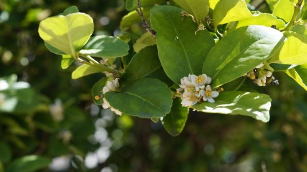 6 Key Lime Tree Thornless Variety Cuttings Citrus Great For Key Lime Pies!!!!!!! - Image 2