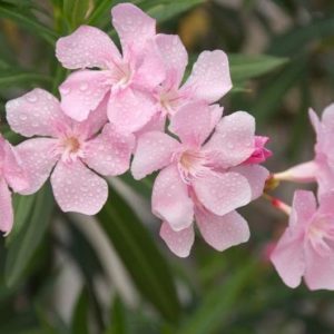 Aproximately 20 Seeds (1 Seedpod) Nerium Oleander 'Hardy Pink' Oleander Bush