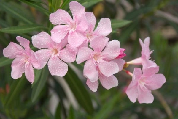 Aproximately 20 Seeds (1 Seedpod) Nerium Oleander 'Hardy Pink' Oleander Bush