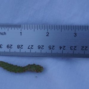 3 Opuntia Rufida Minima Monstrose Rare Cactus Succulent 2 Inch (5 CM) Cuttings
