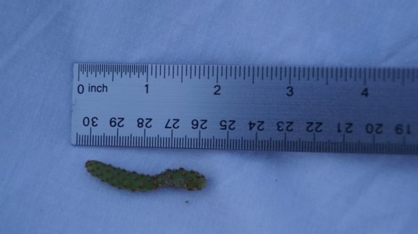3 Opuntia Rufida Minima Monstrose Rare Cactus Succulent 2 Inch (5 CM) Cuttings