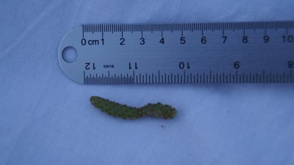 3 Opuntia Rufida Minima Monstrose Rare Cactus Succulent 2 Inch (5 CM) Cuttings - Image 2