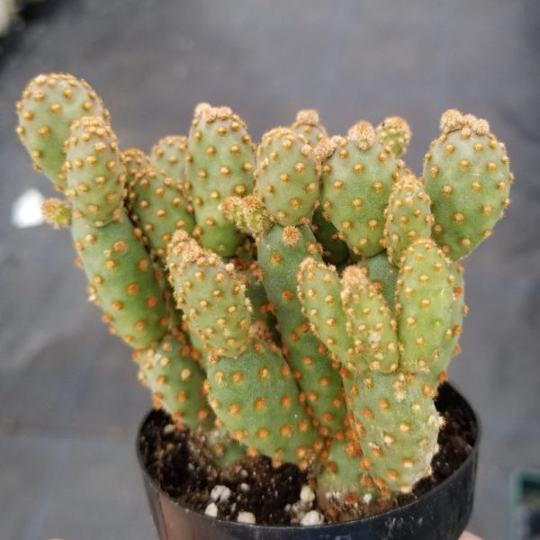 3 Opuntia Rufida Minima Monstrose Rare Cactus Succulent 2 Inch (5 CM) Cuttings - Image 3