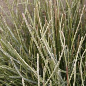 3 Candelilla Divisions Euphorbia Antisyphilitica- Make Your Own Candlewax