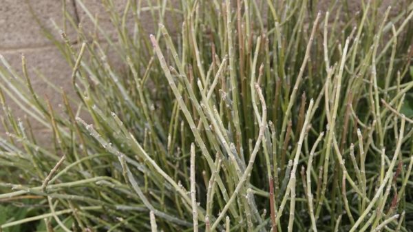 3 Candelilla Divisions Euphorbia Antisyphilitica- Make Your Own Candlewax