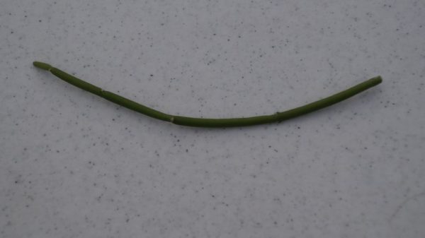 4 Rapunzel Plant Sarcostemma Vimnale Succulent Plant Cuttings 4-8 Inches Long - Image 2