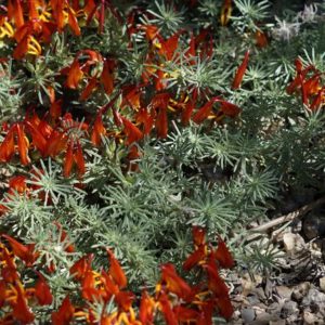 3 Extremely Rare Parrot Beak Plant Cuttings Lotus Berthelotii Only 100 In The World