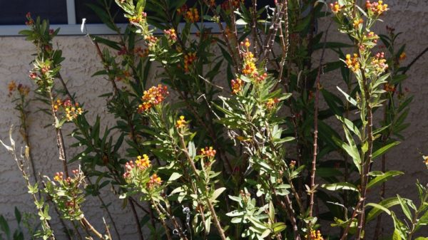 3 Mexican Butterfly Weed Milkweed Asclepias Curassavica Cuttings Monarch Butterfly