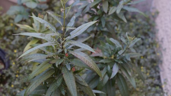 3 Mexican Butterfly Weed Milkweed Asclepias Curassavica Cuttings Monarch Butterfly - Image 2