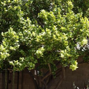 6 Key Lime Tree Thornless Variety Cuttings Citrus Great For Key Lime Pies!!!!!!!
