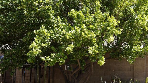 6 Key Lime Tree Thornless Variety Cuttings Citrus Great For Key Lime Pies!!!!!!!