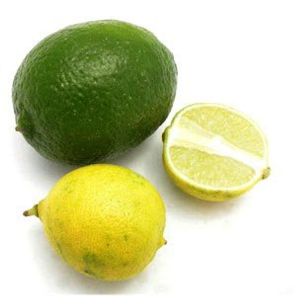 6 Key Lime Tree Thornless Variety Cuttings Citrus Great For Key Lime Pies!!!!!!! - Image 3
