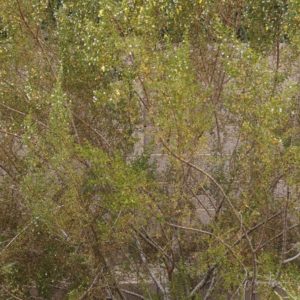 5 Extremely Rare Creosote Bush Upright Variety Fresh Cuttings - Only Source!