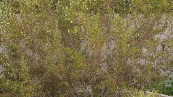 5 Extremely Rare Creosote Bush Upright Variety Fresh Cuttings - Only Source!