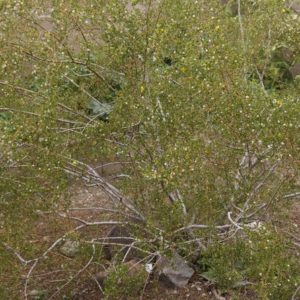 5 Creosote Bush Prostrate Variety Fresh Cuttings - Very Aromatic Plant!