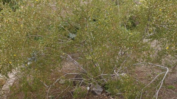 5 Creosote Bush Prostrate Variety Fresh Cuttings - Very Aromatic Plant!