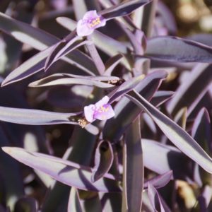 5 Purple Heart Plant Cuttings Tradescantia Pallida Setacreasea Easy to Grow