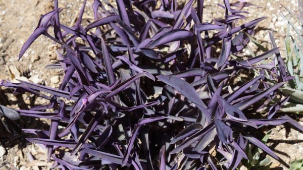 5 Purple Heart Plant Cuttings Tradescantia Pallida Setacreasea Easy to Grow - Image 2