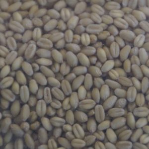 Approximately 30 White Sonora Wheat Seeds Sonoran Arizona Native Ancient Variety Drought Tolerant