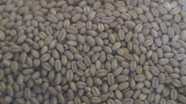 Approximately 30 White Sonora Wheat Seeds Sonoran Arizona Native Ancient Variety Drought Tolerant