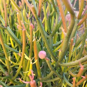 5 Fire Stick Plant Sticks on Fire Cuttings Euphorbia Succulent Plant 5-8 Inches