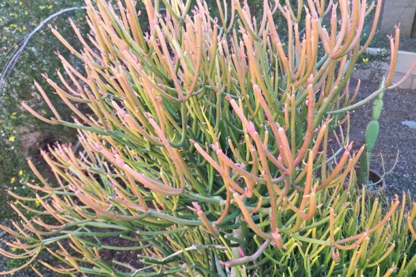 5 Fire Stick Plant Sticks on Fire Cuttings Euphorbia Succulent Plant 5-8 Inches - Image 2
