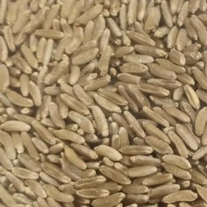 Ancient Egypt King Tut Wheat Seeds 3000 Year Old Variety Grow History!!!