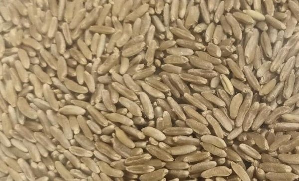 Ancient Egypt King Tut Wheat Seeds 3000 Year Old Variety Grow History!!!
