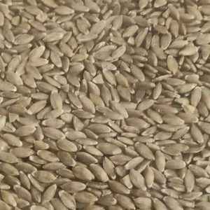Einkorn Wheat Triticum Monoccocum Boeoticum Seeds Ancient 10000 Year Old Variety!!!