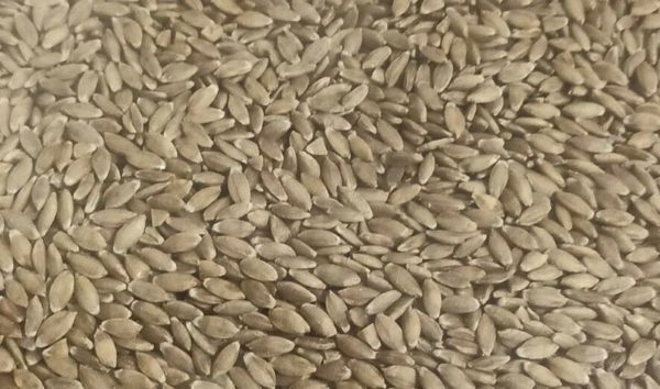 Einkorn Wheat Triticum Monoccocum Boeoticum Seeds Ancient 10000 Year Old Variety!!!