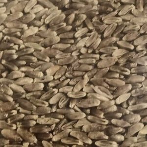Ethiopian Blue Tinge Emmer Wheat Triticum Turgidum Seeds Rare Blue Wheat