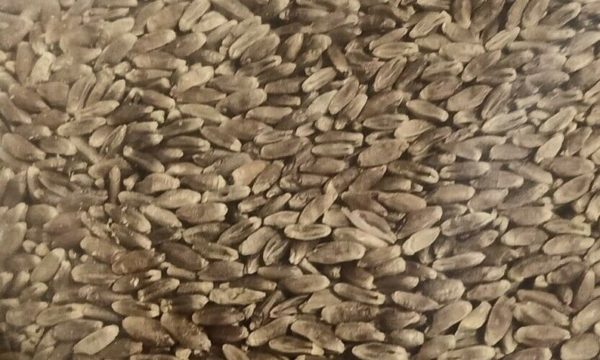 Ethiopian Blue Tinge Emmer Wheat Triticum Turgidum Seeds Rare Blue Wheat