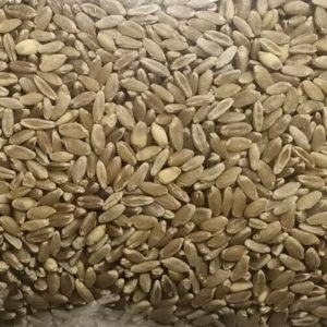 Durum Triticum Durum Wheat Seeds Ancient 10000 Year Old Variety!!! Grow History!!!