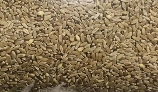 Durum Triticum Durum Wheat Seeds Ancient 10000 Year Old Variety!!! Grow History!!!